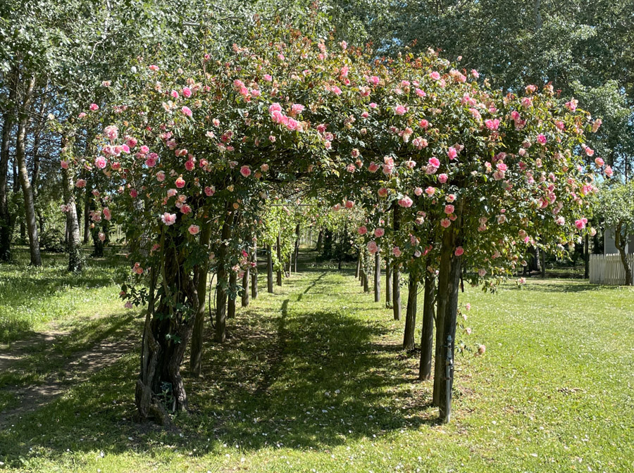 Blanc MariClo' - rose antiche